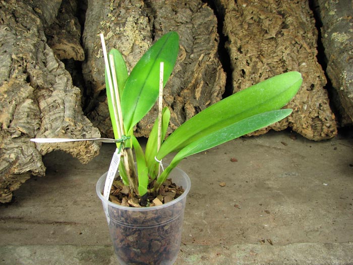 Brassolaeliocattleya George King 'Southern Cross'.jpg