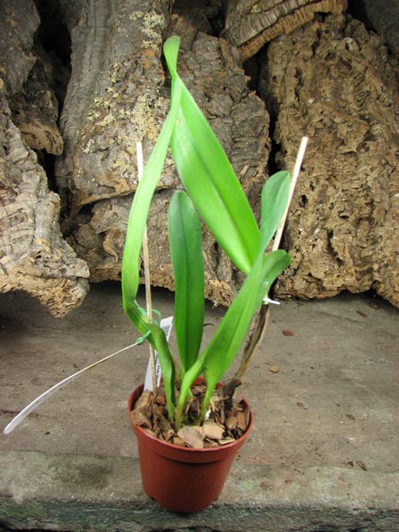 Brassolaeliocattleya Dr Joe Walker 'Ray Mishima'.jpg