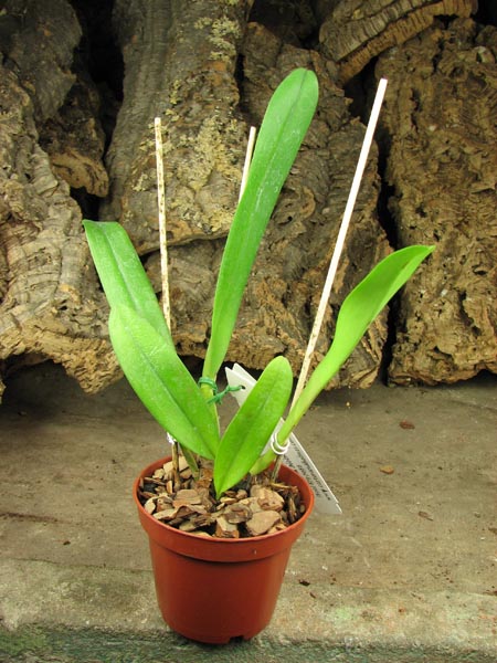 Brassocattleya Mount Hood 'Mary'.jpg