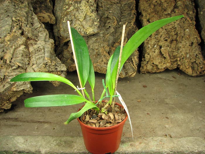 Hawkinsara Koolau Sunset 'Hawaii'.jpg