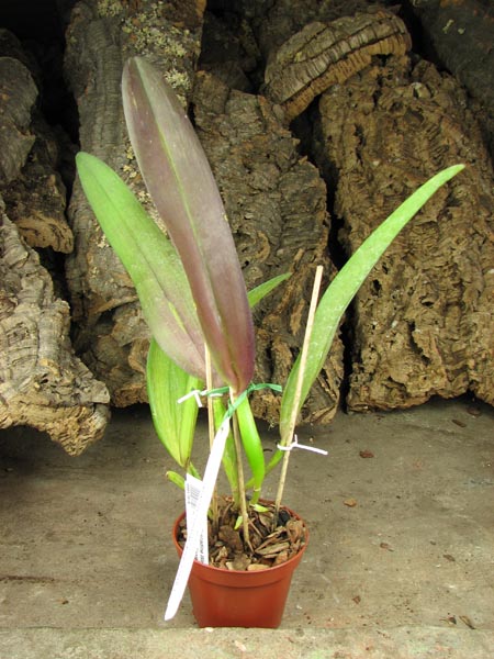 Brassolaeliocattleya Muscadine Wine.jpg