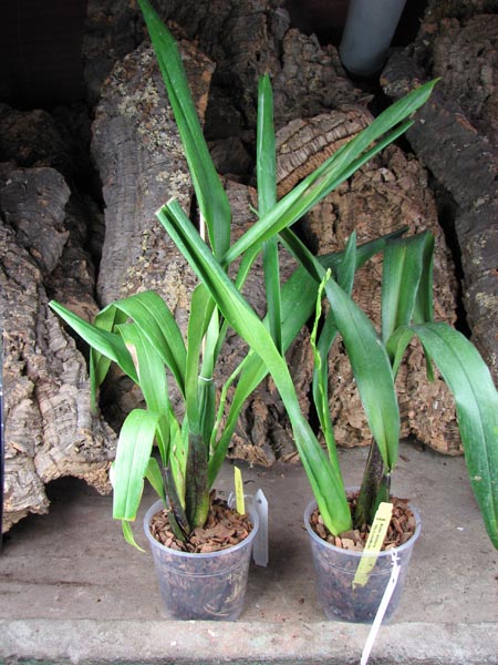 Brassidium Ashibune 'The OrchidWorks'.JPG