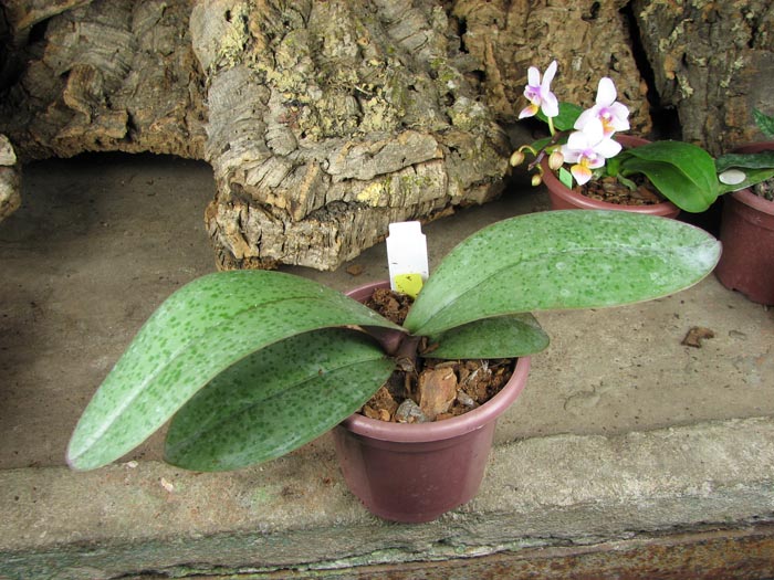 Phalaenopsis Cassandra.jpg