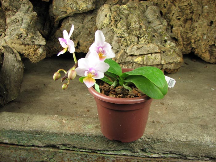 Phalaenopsis Liu's Rainbow.jpg
