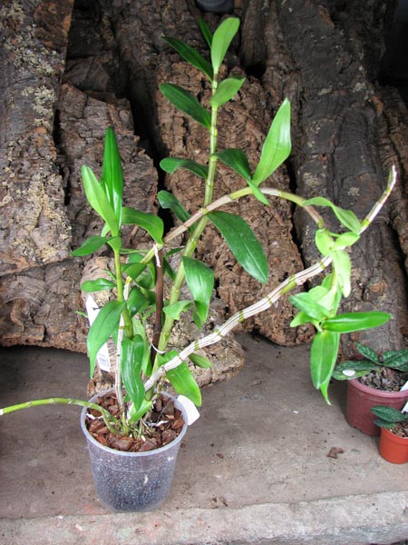 Dendrobium Dawn Marie.jpg