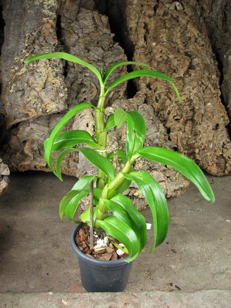 Dendrobium formosum.jpg