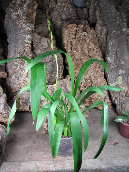 Beallara Patricia McCully 'Pacific Matriarch'.jpg