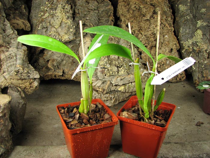 Dendrobium spectabile x SELF.jpg