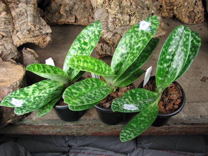 Paphiopedilum Shin-Yi Heart x Hung Sheng Star.jpg