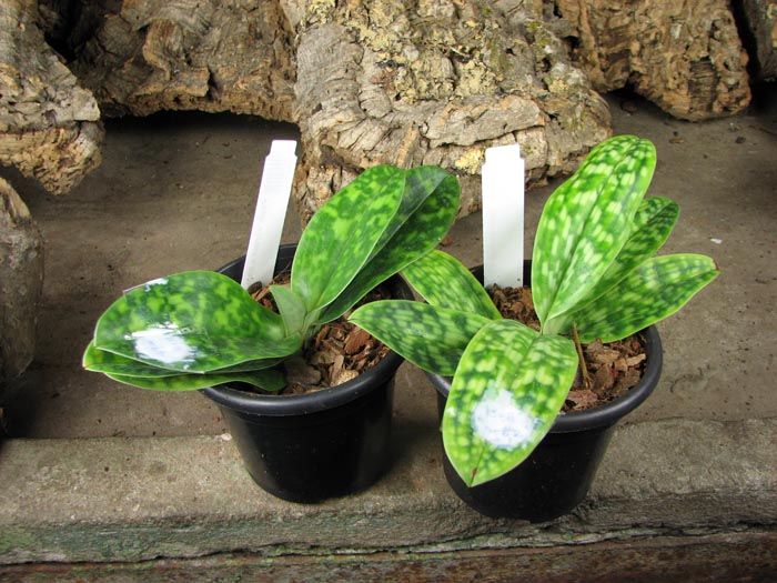 Paphiopedilum curtisii x Shin-Yi Heart.jpg