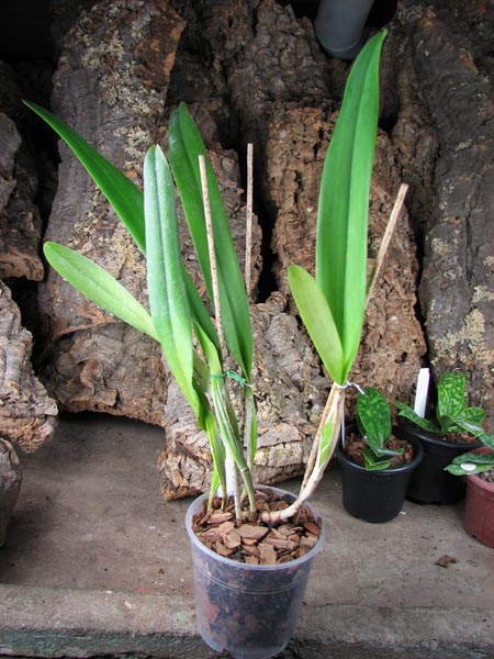 Laeliocattleya Canhamiana semi-alba.jpg
