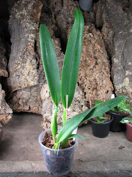 Cattleya Horace 'Maxima'.jpg