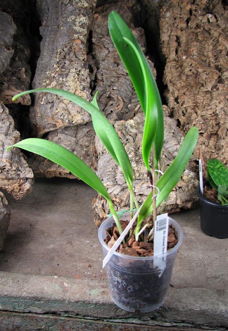 Brassolaeliocattleya Keowee 'Mendenhall'.JPG