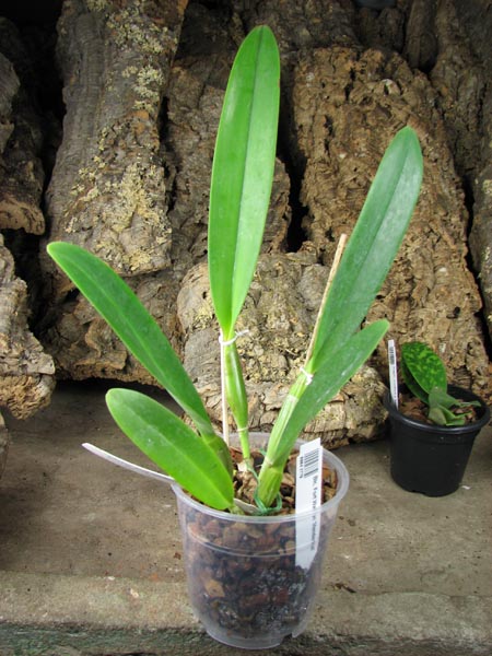 Brassolaeliocattleya Fort Watson 'Mendenhall'.jpg