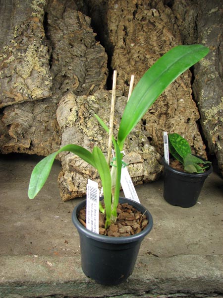 Laeliocattleya Bella var rubra.jpg