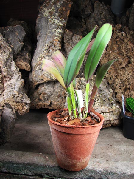 Laeliocattleya Statteriana (Laelia perrinii x Cattleya Labiata).jpg