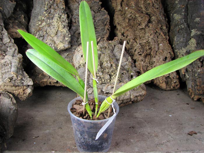Laelia tenebrosa vinicolor x Laelia tenebrosa 'Richard'.jpg