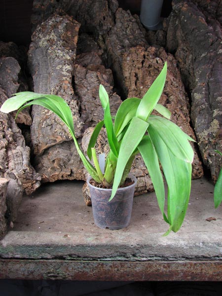 Odontocidium Mayfair 'RCW'.JPG