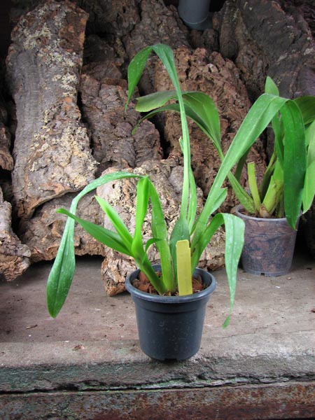 Vuylstekeara Cindy 'Pinky Lee'.jpg