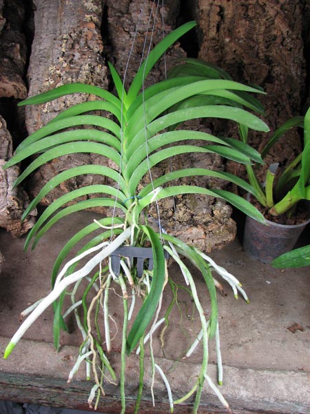 Vanda Thanadee x Srakaew.JPG