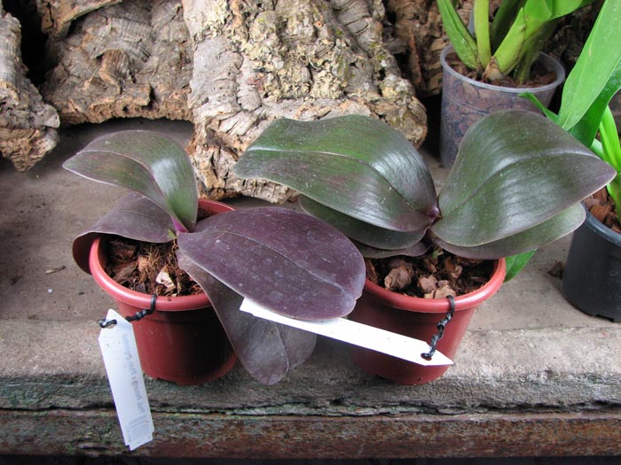 Phalaenopsis Penang x Phalaenopsis gigantea.jpg