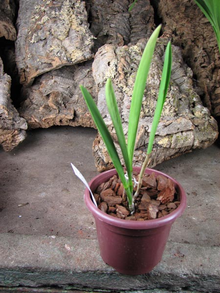 Brassocattleya Humming Angel.jpg