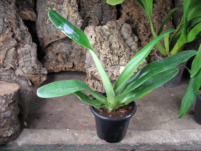 Paphiopedilum philippinense.jpg