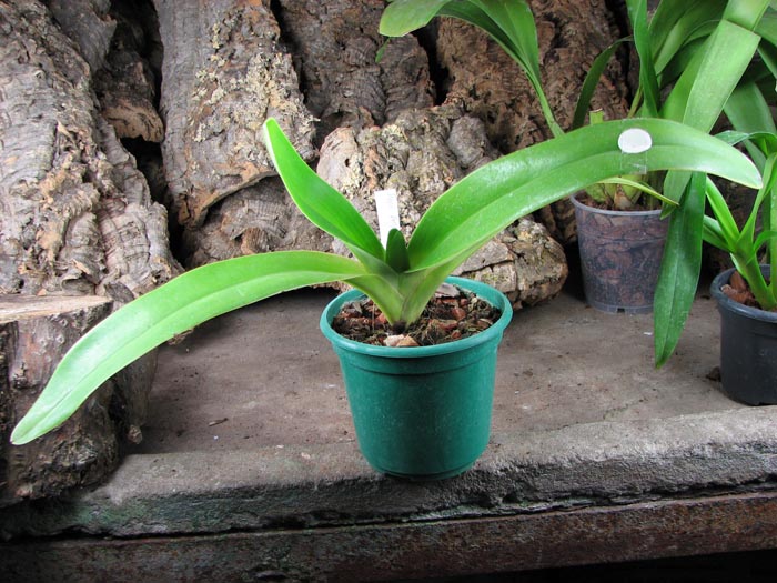 Paphiopedilum Angel Hair x Prince Edward of York.jpg