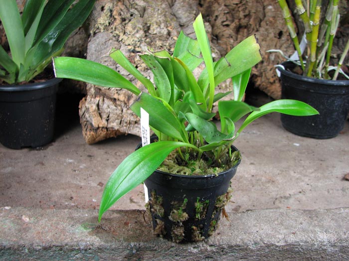 Masdevallia constricta.jpg