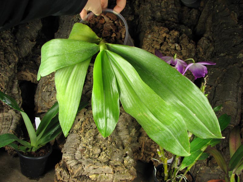 Phalaenopsis amboinensis.jpg