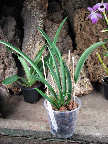 Brassavola Jiminy Cricket 'Superbug' (Brassavola nodosa x Rhyncholaelia digbyana).jpg