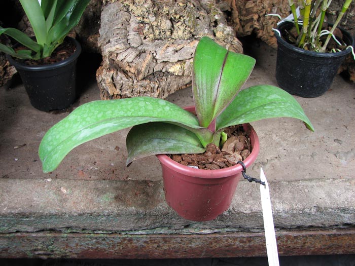 Phalaenopsis Everspring Prince 'Butterfly'.jpg