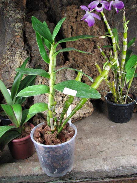 Dendrobium Midas 'Princess'.jpg
