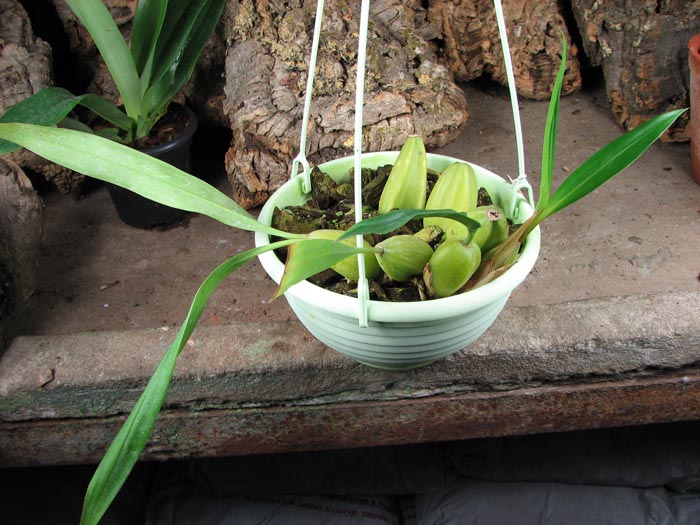 Coelogyne cristata.jpg