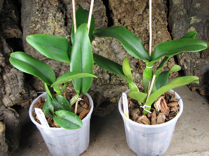 Brassolaeliocattleya Haadyai Delight 'Bangprom Gold'.jpg