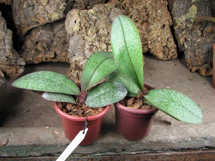 Phalaenopsis Cassandra (equestris x stuartiana).jpg