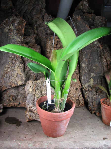 Brassolaeliocattleya Young Kong 'Sun No16'.jpg