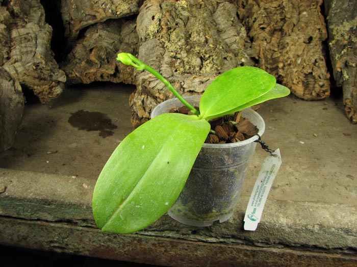 Phalaenopsis Tzu Chiang Chrisna (Phalaenopsis Timothy Christopher x Phalaenopsis Yungho Geld Canary).jpg