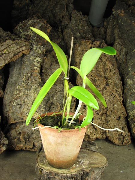 Cattleya Dominiana.jpg