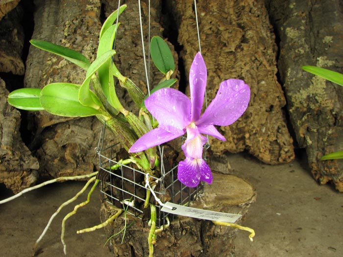 Cattleya walkeriana var princeps.jpg