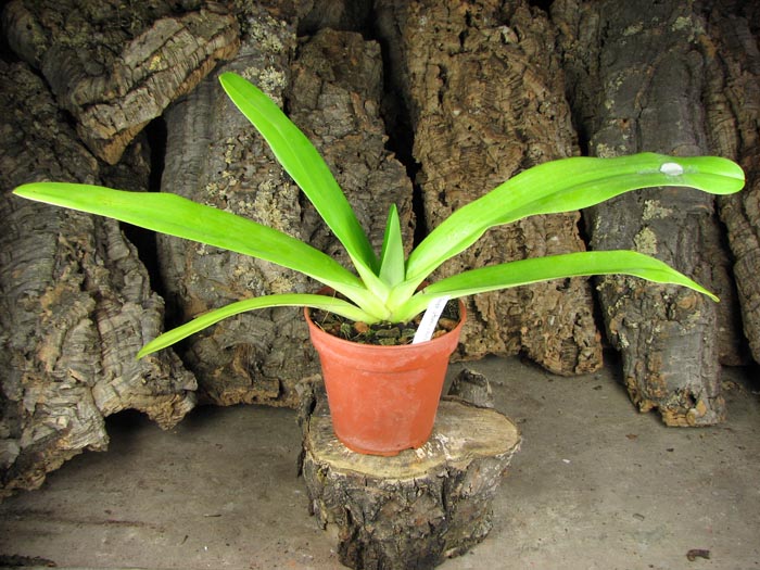 Paphiopedilum stonei x rothschildianum.jpg