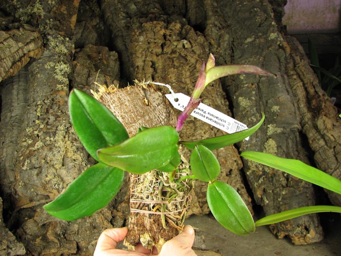 Cattleya schilleriana escura 'Jucú' x Cattleya schilleriana 'Paredão'.jpg