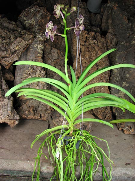 Vanda Gordon Dillon Lea x Ascocenda Leenachai.jpg