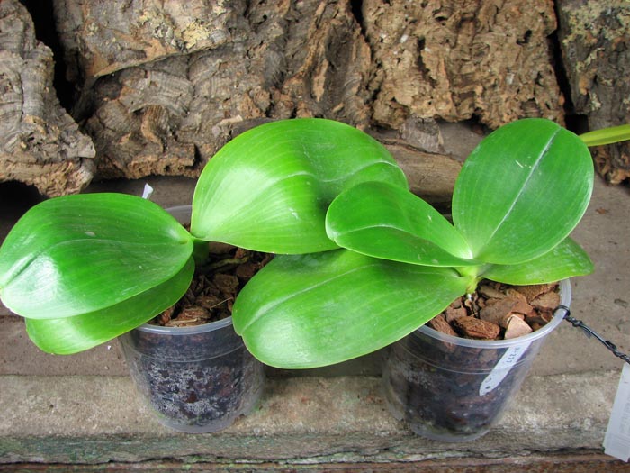 Phalaenopsis Mituo Sun 'Mituo #1' x Phalaenopsis Ld's Bear Queen.jpg