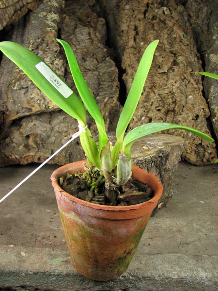 Cattleya labiata amesiana 'Bela' (Z-8) x SELF.jpg