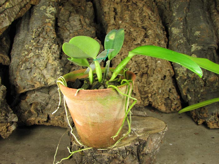 Cattleya labiata coerulea 'Pedra Azul' (Z-185) x Cattleya labiata coerulea 'Luizinho' (Z-105).jpg