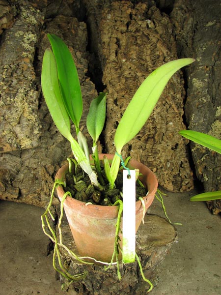 Cattleya labiata amesiana 'Super Star' (Z-43) x Cattleya labiata roxo bispo 'Urbano'.jpg