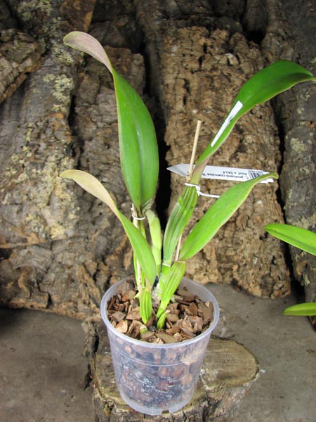 Cattleya jenmanii coerulea 'Pedra Azul' x SELF.jpg