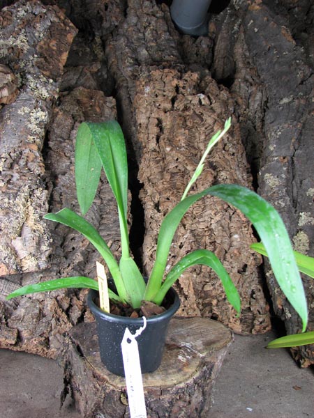 Odontonia Papageno 'Mi Amour'.jpg