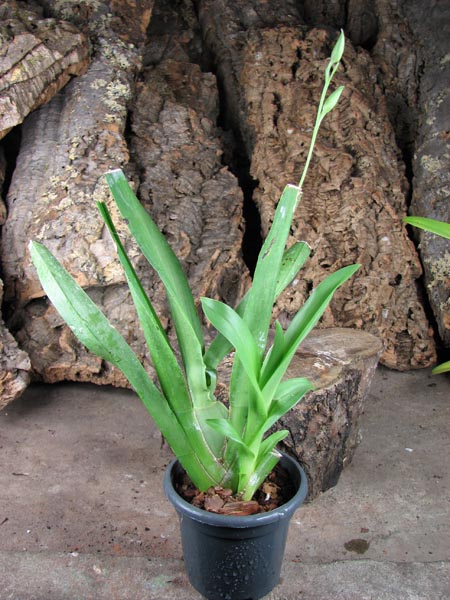 Miltoniopsis In The Pink 'Voluptuous'.jpg